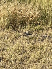 Urocitellus richardsonii