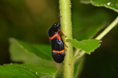 Cosmoscarta egens