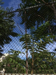 Ailanthus altissima