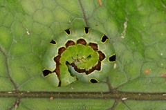 Callopistria rivularis