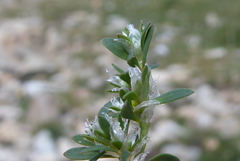 Paronychia polygonifolia