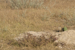 Spermophilus pygmaeus