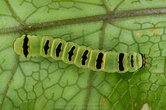 Callopistria rivularis