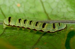 Callopistria rivularis