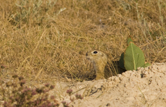 Spermophilus pygmaeus