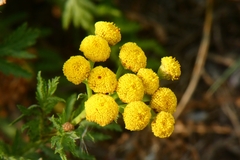 Tanacetum vulgare