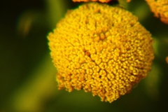 Tanacetum vulgare