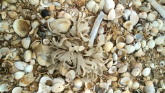 Flustra