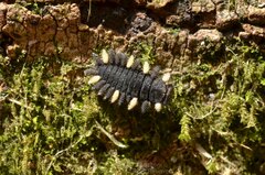 Eumorphus quadriguttatus