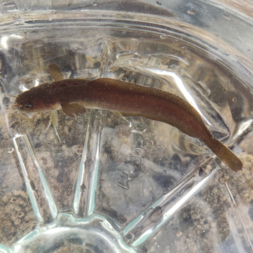 Fivebeard rockling (Ciliata mustela) — Lotidae — 2