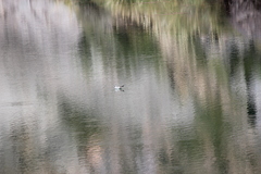 Chroicocephalus serranus