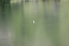 Chroicocephalus serranus