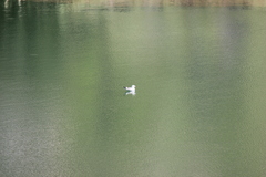 Chroicocephalus serranus