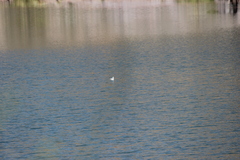 Chroicocephalus serranus