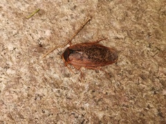 Eupolyphaga sinensis