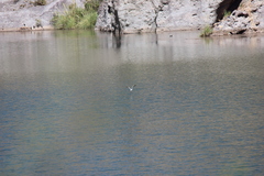 Chroicocephalus serranus