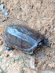 Kinosternon scorpioides scorpioides