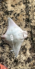 Rhinoptera