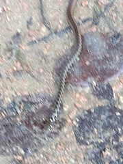 Echinanthera cephalomaculata