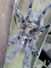 Pachistopelma rufonigrum
