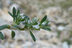 Paronychia polygonifolia