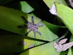 Pachistopelma rufonigrum
