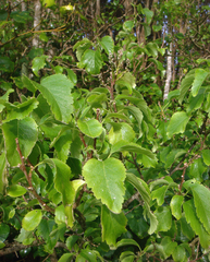 Plagianthus regius chathamicus