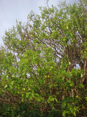 Plagianthus regius chathamicus