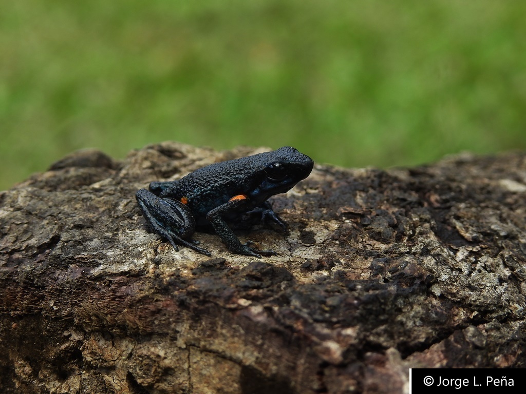 Brother Niceforo's Poison-Arrow Frog