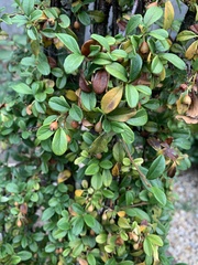 Cotoneaster dammeri