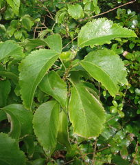 Plagianthus regius chathamicus