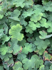 Geranium renardii