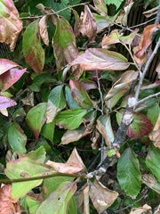 Parrotia