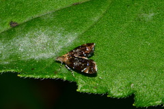 Prochoreutis sehestediana