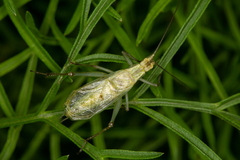Oecanthus nigricornis