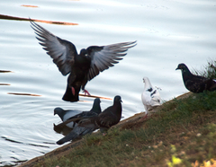 Columba livia domestica