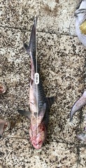 Galeocerdo cuvier