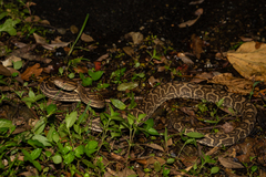 Protobothrops flavoviridis