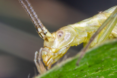 Oecanthus nigricornis