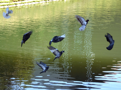 Columba livia domestica