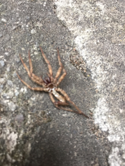 Araneae