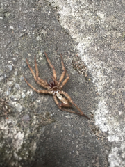 Araneae
