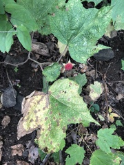 Rubus