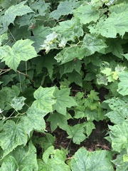Rubus