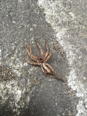 Araneae
