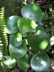 Peperomia tristachya