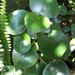 Peperomia tristachya - Photo (c) Francisco Acosta, some rights reserved (CC BY-NC), uploaded by Francisco Acosta