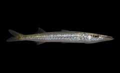 Sphyraena borealis