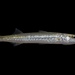 Northern Barracuda - Photo (c) Alex R, some rights reserved (CC BY-NC), uploaded by Alex R