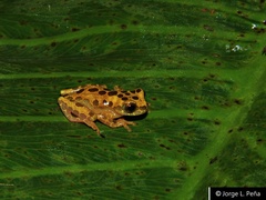 Dendropsophus triangulum